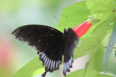 Papilio ascalaphus