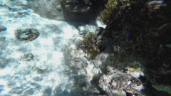 Labroides dimidiatus