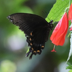 Papilio ascalaphus