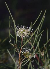 Grevillea hakeoides