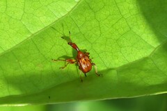 Apoderinae