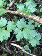 Ranunculus lappaceus