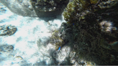 Pomacentrus caeruleus