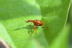 Apoderinae