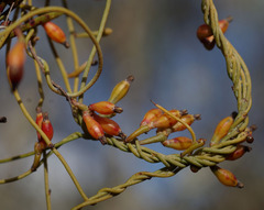 Cassytha glabella dispar