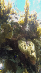 Neoniphon sammara