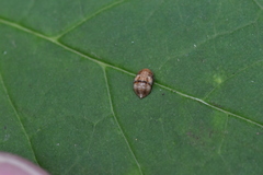 Penthimia americana