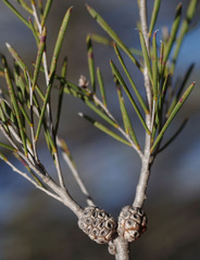 Melaleuca vinnula