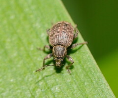 Phlyctinus callosus
