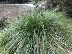 Carex appressa