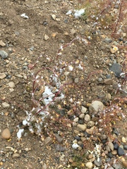 Descurainia sophioides