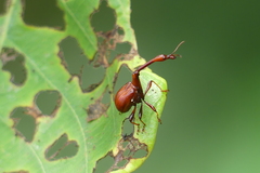 Paracycnotrachelus