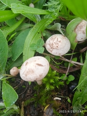 Lactarius glyciosmus