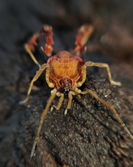 Metagyndes pulchella