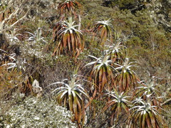 Dracophyllum traversii