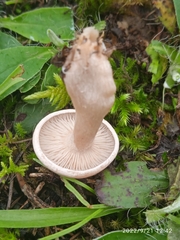 Lactarius glyciosmus