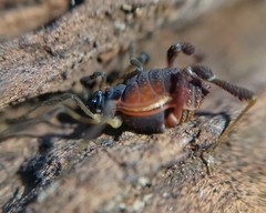 Metagyndes pulchella