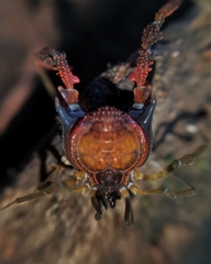 Metagyndes pulchella