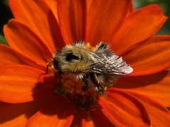 Bombus pascuorum