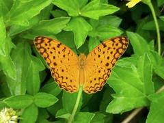 Phalanta phalantha phalantha