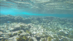 Acanthurus leucosternon