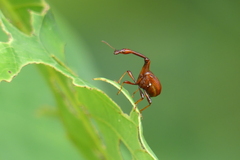 Paracycnotrachelus