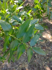 Pistacia vera