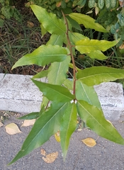 Populus laurifolia