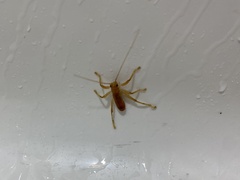 Camptonotus carolinensis