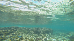 Acanthurus leucosternon