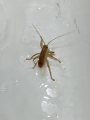 Camptonotus carolinensis