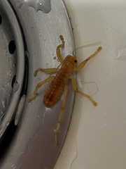 Camptonotus carolinensis