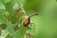 Paracycnotrachelus