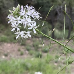 Thelypodium wrightii