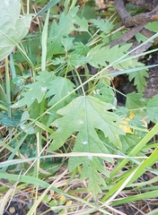 Leonurus glaucescens