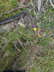 Diuris behrii