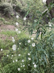 Thelypodium wrightii