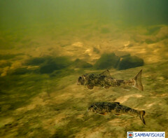 Hypentelium nigricans