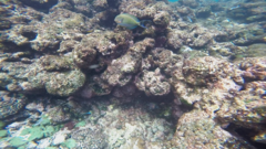 Acanthurus lineatus