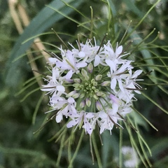 Thelypodium wrightii