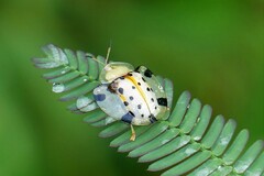 Aspidimorpha miliaris