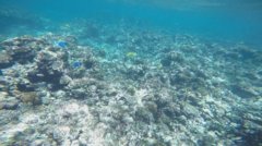 Acanthurus leucosternon