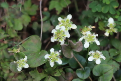Parnassia amoena