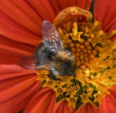 Bombus pascuorum