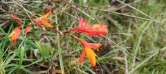 Crocosmia paniculata