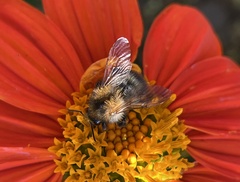 Bombus pascuorum