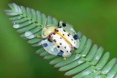 Aspidimorpha miliaris