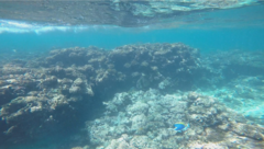 Acanthurus leucosternon