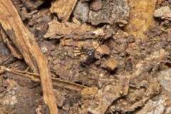 Wugigarra yawai
