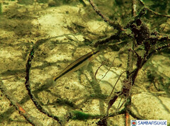 Percina aurantiaca
